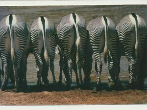 Africa - Grevy's zebra drinking [005-0764