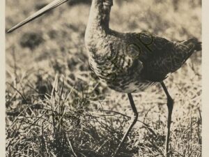 Texel - Grutto bij zijn nest [005-2581
