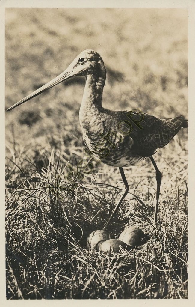 KRST005-2581_0.jpg Texel - Grutto bij zijn nest [005-2581