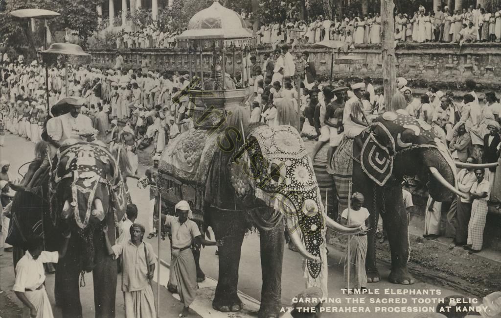 KRST005-2670_0.jpg Temple Elephants at the Perahera Procession at Kandy [005-2670