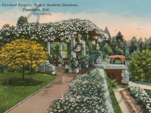 Rose Covered Pergola - Busch Sunken Gardens - Pasadena - Cal [005-3121