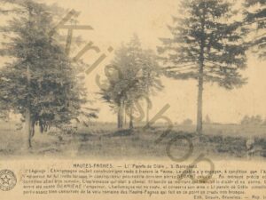 Hautes-Fagnes [005-3162