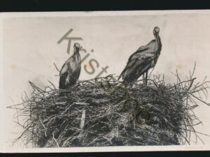 Alsace - Nid de Cigognes [005-3688