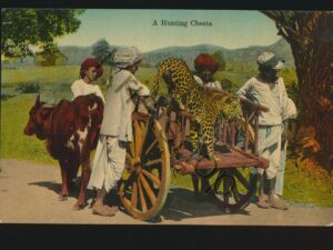 A Hunting Cheeta [005-4365