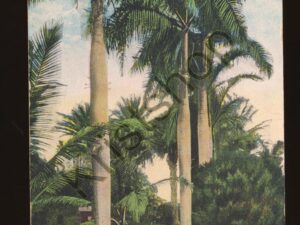 Hawaiian Islands - Pond Lillies and Royal Palms [005-5092