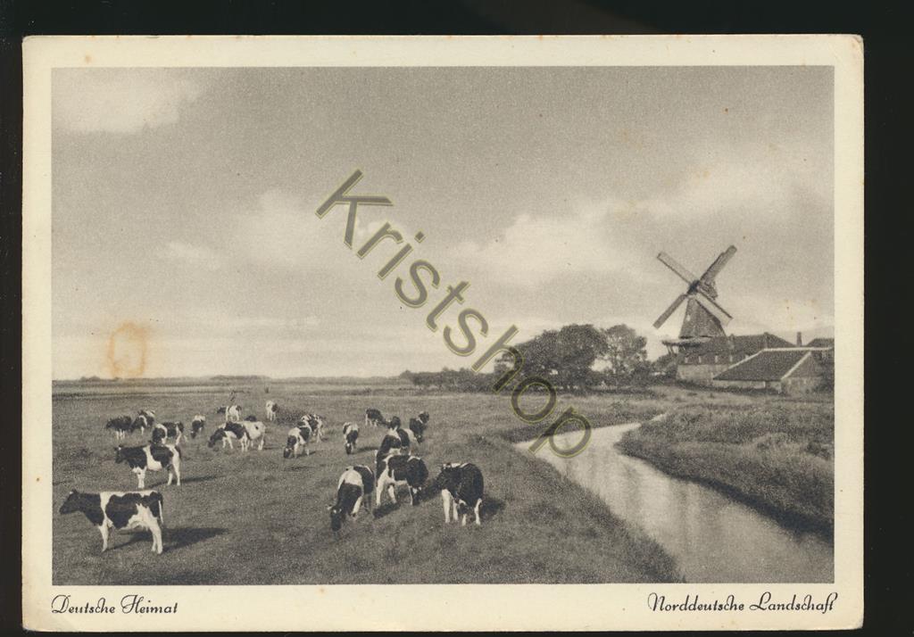 KRST005-5874_0.jpg Norddeutsche Landschaft Kuhe - Mühle [005-5874