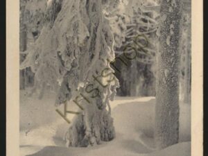 Unter Schwerer Last - foto Friedel Ohle [005-6162