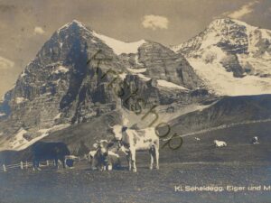 Kl Scheidegg, Eiger und Mönch - Kuhe [005-6718