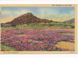 California - Near Indio - Verbanas on the Desert [006-1515