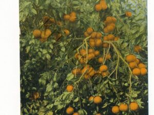 USA - Tangerines [006-4366