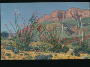 Ocotillo Cactus [006-4635