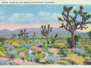 Joshua Palms on the Desert in Southern California [006-5354