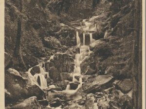Steinere Renne im Harz [006-6172
