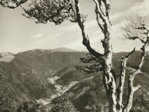 Wetterbuche auf dem Schauinsland [006-6194