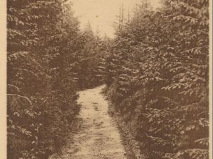 Hahneklee -Weg nach der Liebesbank  [006-6394