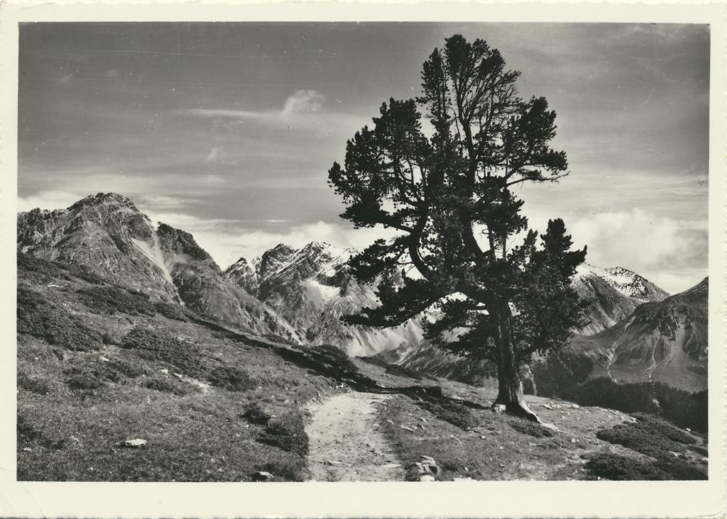 KRST006-7123_0.jpg Buffalora - Am Weg Gluf Plan [006-7123