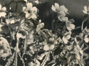 Schusselblumen - Phot. E. Gyger Adelboden [006-8397