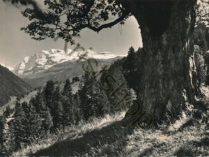 Kiental, Berg-Ahorn, Blümlisalp  [006-8502