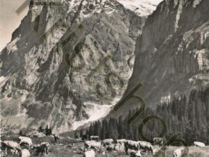 Grindelwald - Wetterhorn  [006-8546