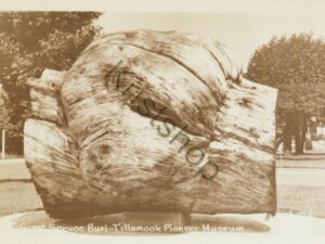 Giant Source Burl - Tillamook Pioneer Museum [KRST007-0907