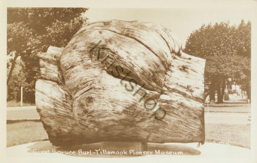 KRST007-0907_0.jpg Giant Source Burl - Tillamook Pioneer Museum [KRST007-0907