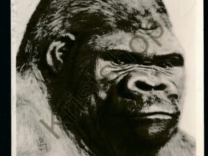 Berlin - Museum für Naturkunde - ZOOlogische Abteilung [KRST007-1483