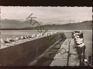 Möwen am Bodensee  [KRST007-2680