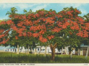 Royal Poinciana Tree, Miami, Florida  [KRST007-3069