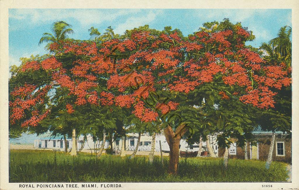 KRST007-3069_0.jpg Royal Poinciana Tree, Miami, Florida [KRST007-3069