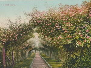 A Rose Arbor [KRST007-3150