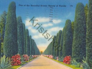 One of the Beautiful Scenic Streets of florida [KRST007-3171