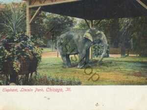 Chicago, Ill - Elephant Lincoln Park [KRST007-3220