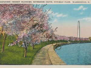 Washington, DC - Japanese Cherry Blossoms  [KRST007-3294