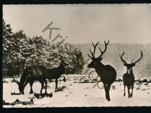 Hirsche im Winterlichen Harz [KRST007-5497