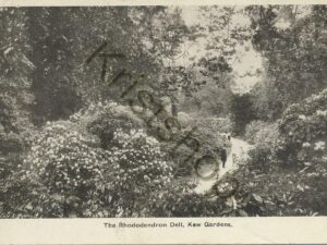 Kew Gardens - The Rhododendron Dell [KRST007-7782