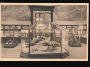 Tervuren - Museum van Belgisch Congo - Zaal der krokodillen [KRST008-1029