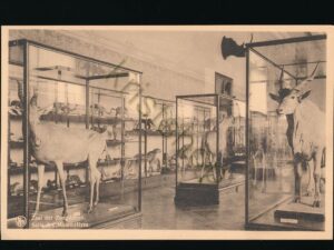 Tervuren - Museum van Belgisch Congo - Zaal der Zoogdieren [KRST008-1030