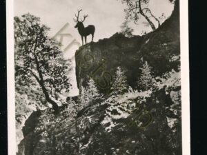 Hirschsprung - Höllental [KRST008-1119
