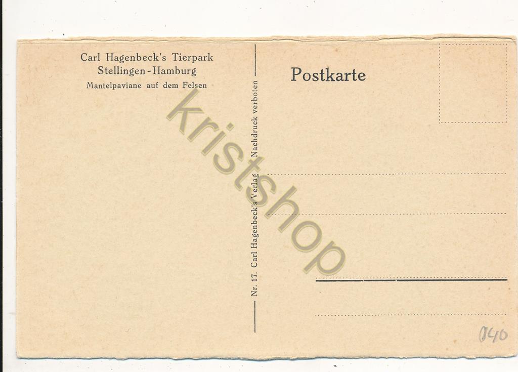 KRST008-1140_1.jpg Stellingen-Hamburg - Carl Hagenbeck's Tierpark - ZOO - Mantelpaviane [KRST008-1140 - Afbeelding 2