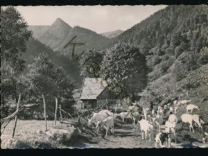 Vallée de Munster - La Vallée de la Wormsa -goats [KRST008-1449