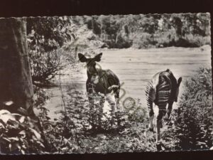 Faune Afrique - Okapis [KRST008-3644