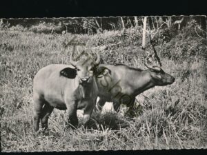 Faune Africaine - Couple de jeunes Buffles [KRST008-3706