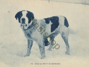 Chien du Petit St-Bernard [KRST008-4906