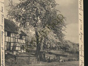 Blütensprangen im Mai [KRST008-5926