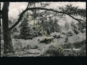 Lunteren - Pinetum [009-0091