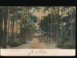 Zeist - In het Zeister Bos [009-0148