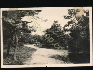 Appelscha - Bossen [009-0172