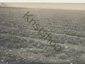 Fotokaart - aarbeienveld - champ de fraises - strawberry field - Erdbeerfeld   [009-1131