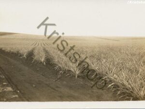 Akker - Field - Feld [KRST009-2022