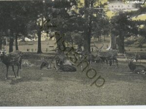 Deer in Park Nara  [KRST009-2068
